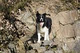 BORDER COLLIE 854